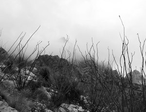 a stand of ocotillo plants with cloud-shrouded mountains in the background