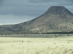 Pronghorn graze in a partially shadowed grassland, while in the south slopes of Sugarloaf Mountain curve up to a small mesa.