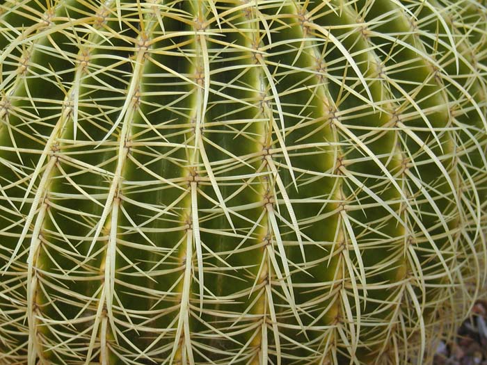 Barrel Cactus 02