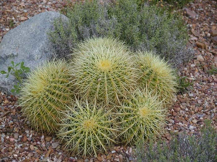 Barrel Cactus 03