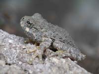 Canyon-Tree-Frog