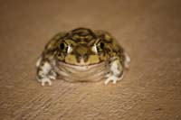 Couch's Spadefoot 02