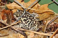 Couch's Spadefoot Toad 03