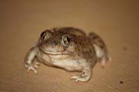 New Mexico Spadefoot 01