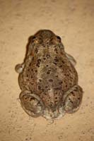 New Mexico Spadefoot 02