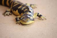 Tiger Salamander 02