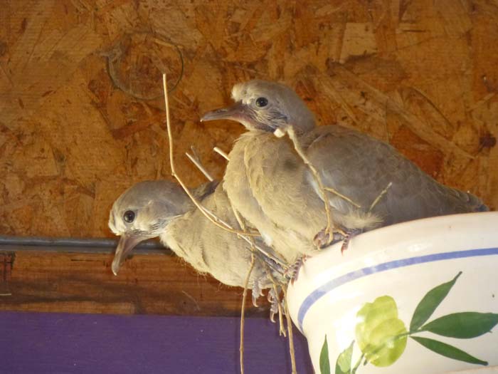 Collared Doves getting ready to take flight 
