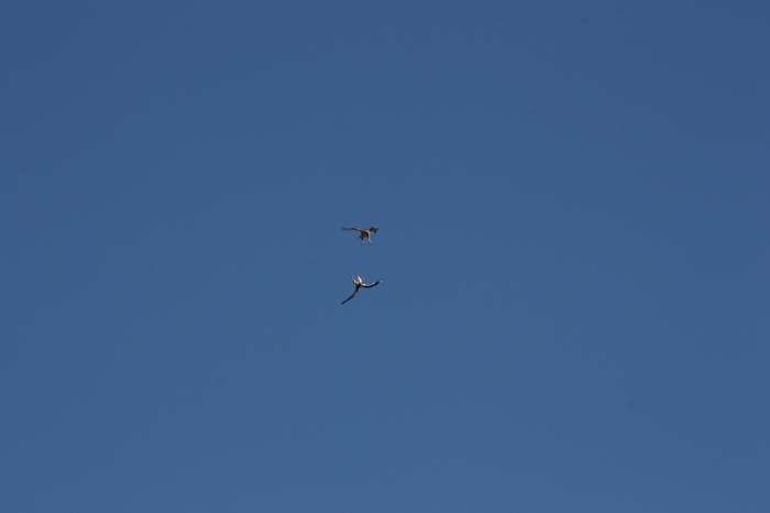 Red-Tailed Hawks 01