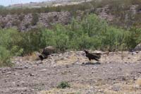 Turkey Vultures 01