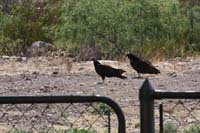 Turkey Vultures 02