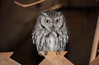 Western Screech Owl 01