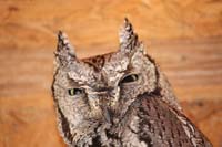 Western Screech Owl 03