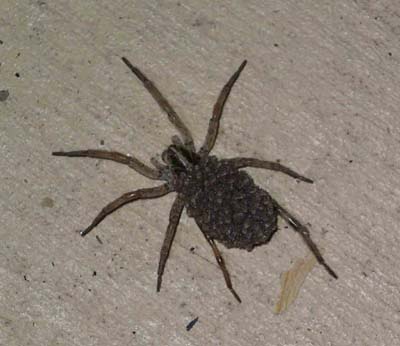 Baby Wolf Spider Pictures. it#39;s not aby spiders,