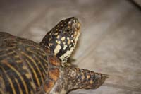 Western Box Turtle Little Pudding
