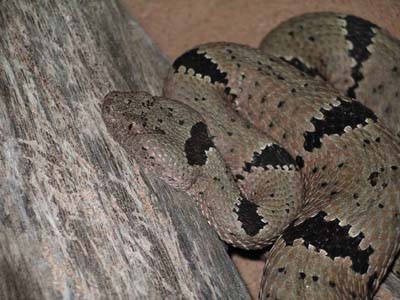 Rock-Banded-Rattler-01.jpg