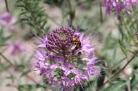 Rocky Mtn Bee Plant 01