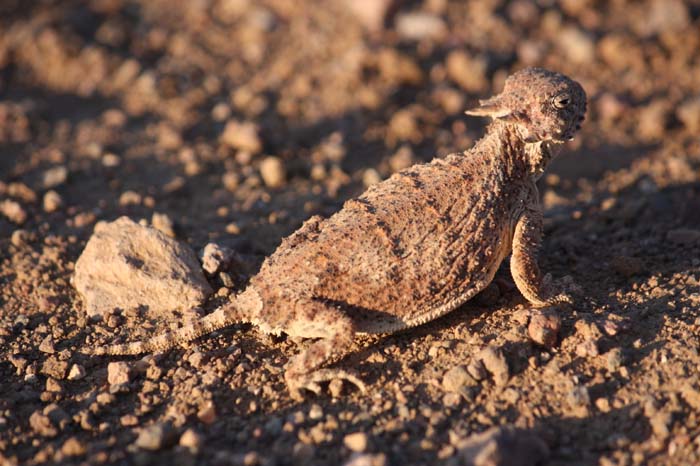 Horned Lizard