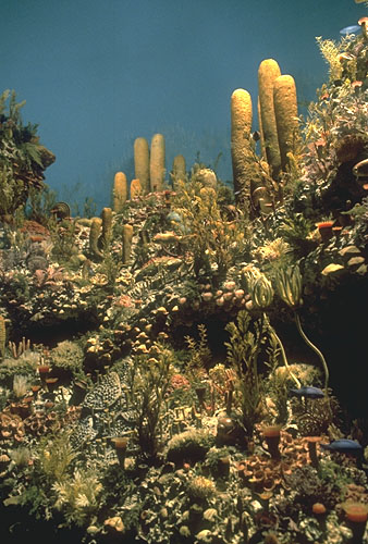 diorama of the Capitan reef