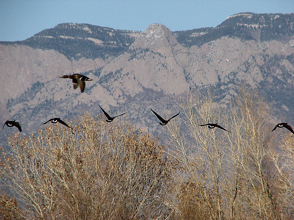 photograph: Taking Flight from the Albuquerque Bosque in front of The Needle, Sandia Mtns