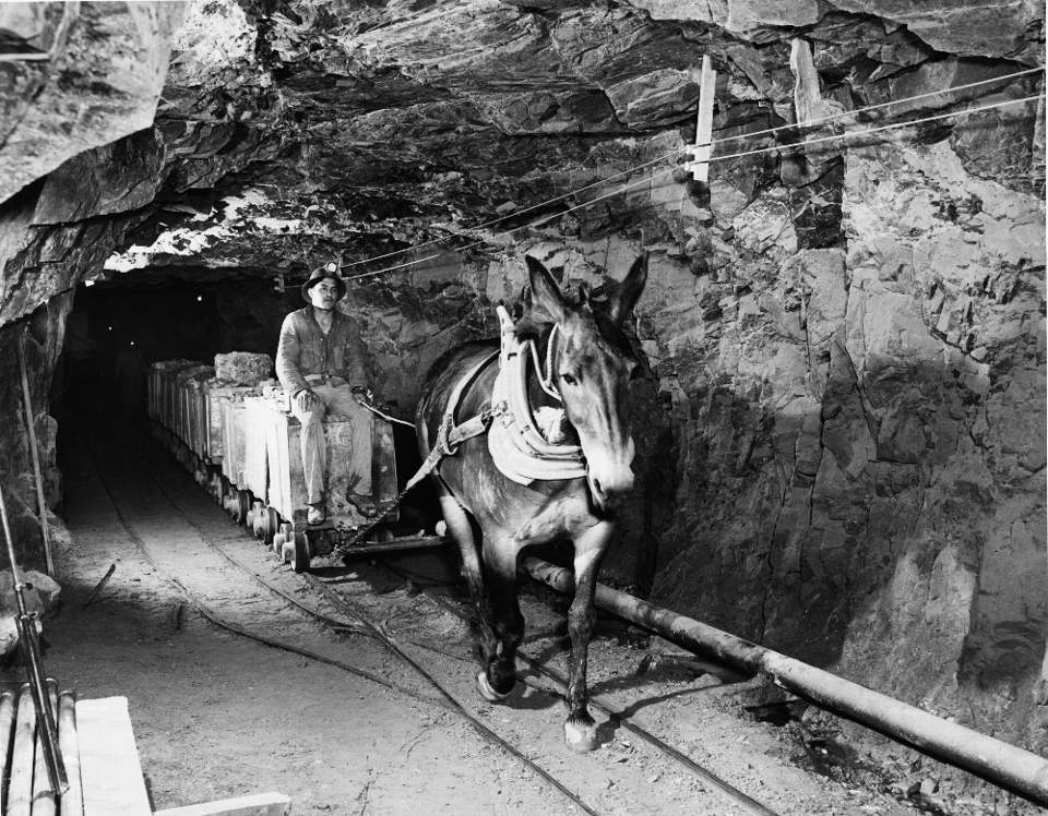 tramming mule and miner