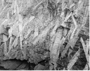 Spodumene laths at the Harding mine near Dixon, New Mexico, ca 1950