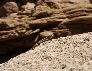 lizard in profile atop a rock