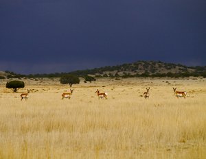 Photograph of several pronghorn standing in grassland under stormy skies