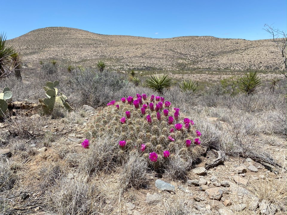 photograph of a hedgehog cactus with pink blooms in the Cornudas Mountains