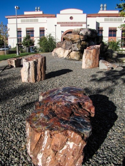 petrified forest