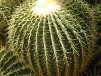 Barrel Cactus 01