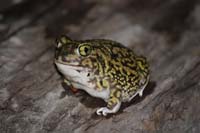 Couch's Spadefoot 01