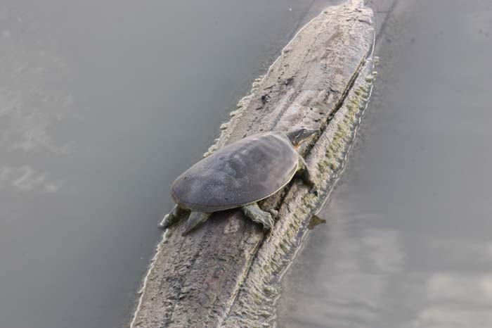 Softshell Turtle 01
