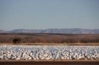 Snow Geese and Oscura Mtns
