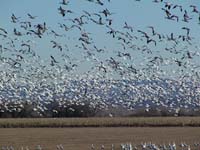 Snow Geese swirling