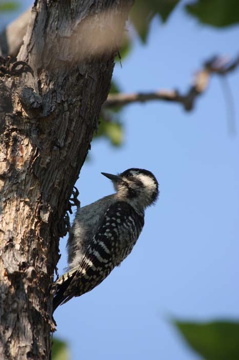 Ladderback Woodpecker 02