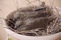 Collared Doves growing 02