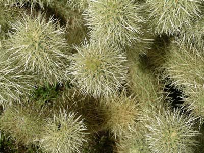 Teddy Bear Cholla 03