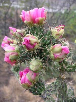 Walking Stick Cholla 07