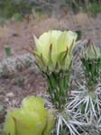 Dagger Cholla 01