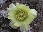 Dagger Cholla 03