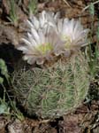 Pincushion Cactus 02