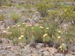Prickly Pear 28