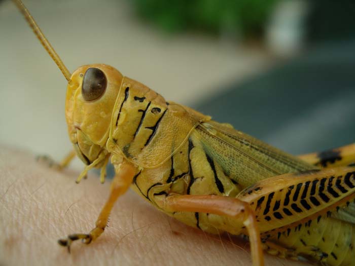 Grasshopper01