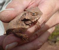 Copy (1) of Roundtail Horned Lizard