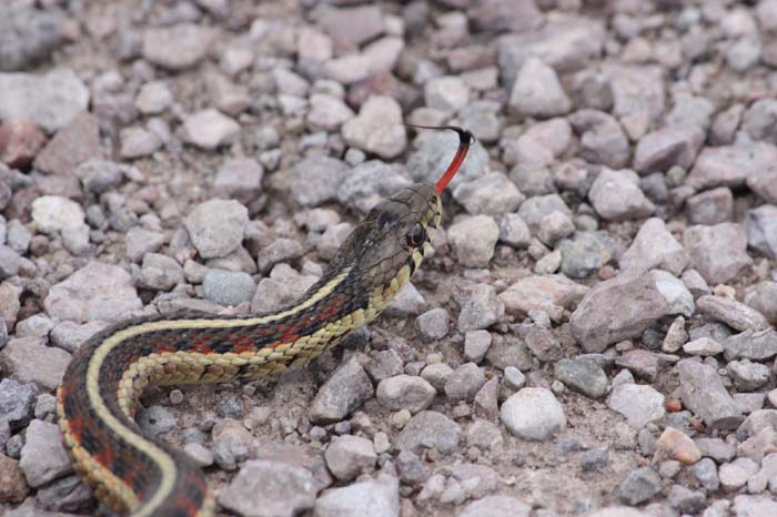 Common garter Snake 04