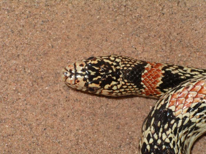 Longnose Snake 01