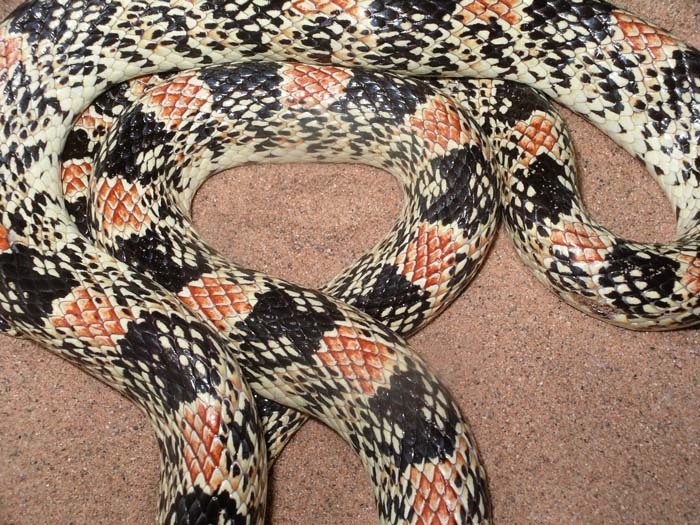 Longnose Snake 03