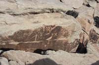 Petrified Forest 02