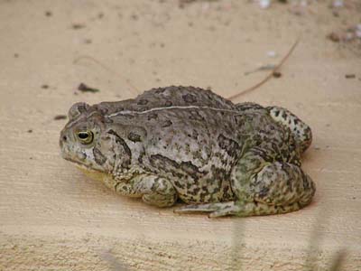 Woodhouse Toad