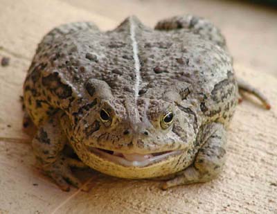 Woodhouse Toad